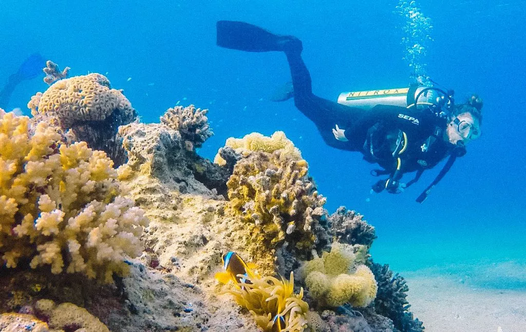 Duiken met dolfijnen in Eilat