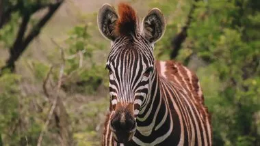 Dieren in het Krugerpark