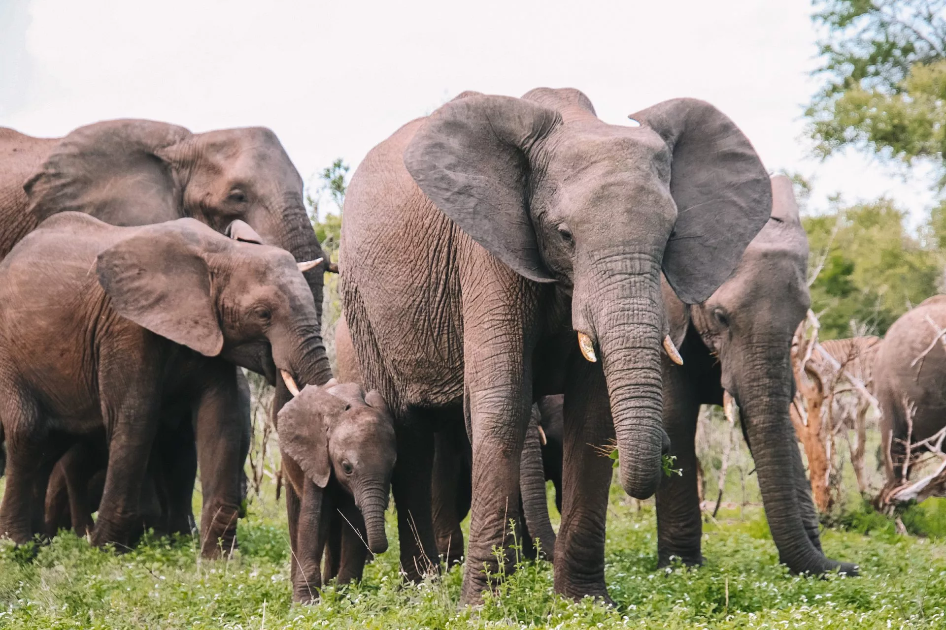 Kruger Park