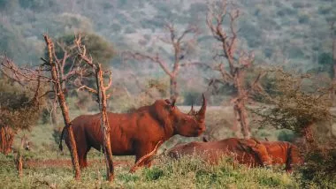 Neushoorn Krugerpark