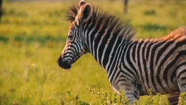 Mlilwane Wildlife Sanctuary Zebra