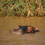 Hippo & Crocodile Boat Safari