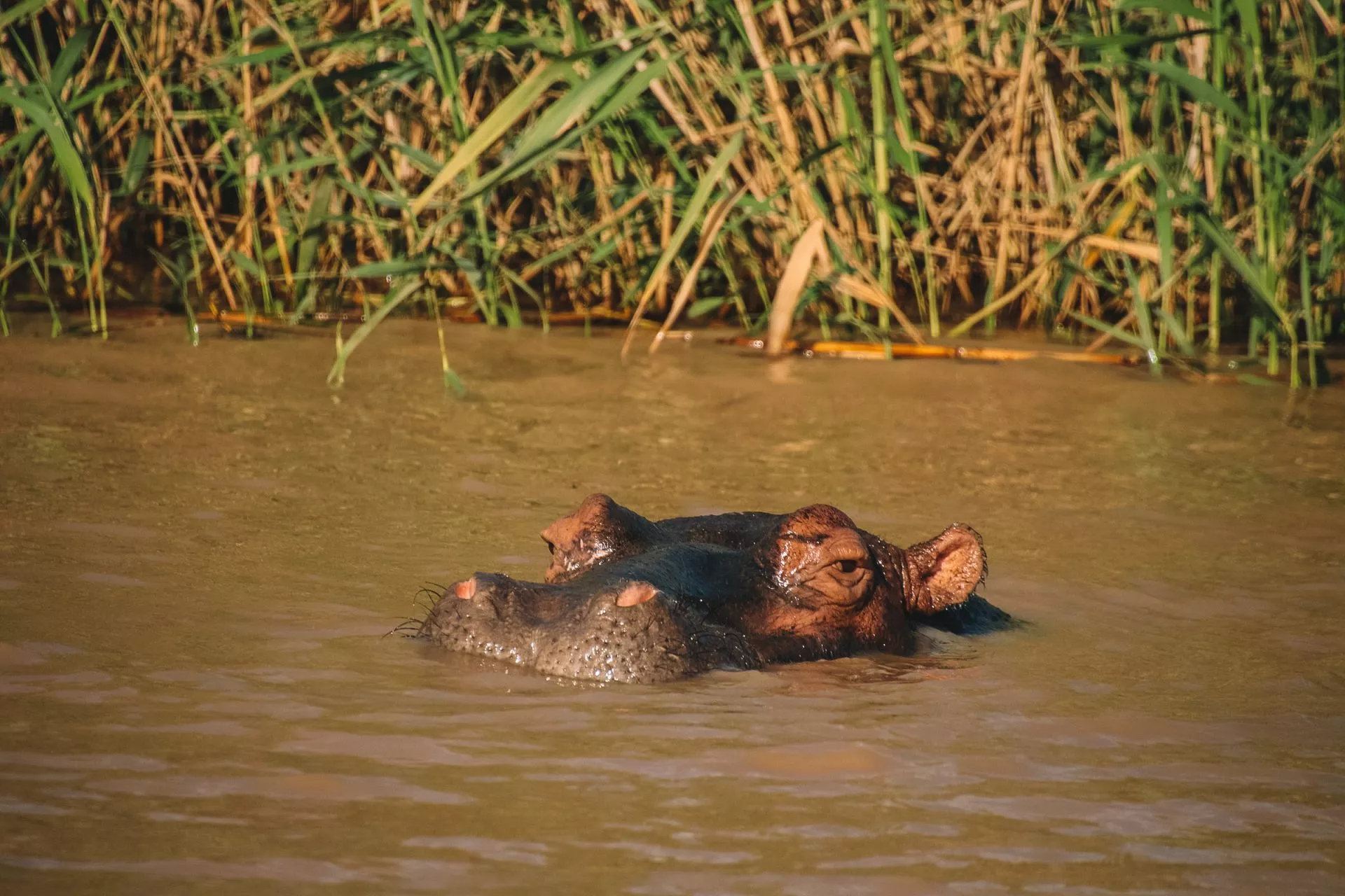 Hippo St. Lucia