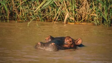 Hippo St. Lucia