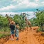 Giraffen encounter Hoedspruit