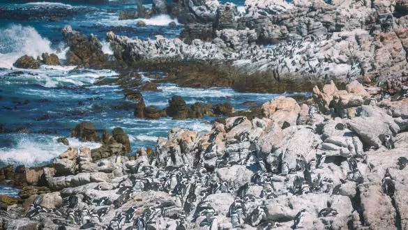 Bettysbaai Pinguins