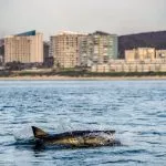 White Shark Mosselbaai