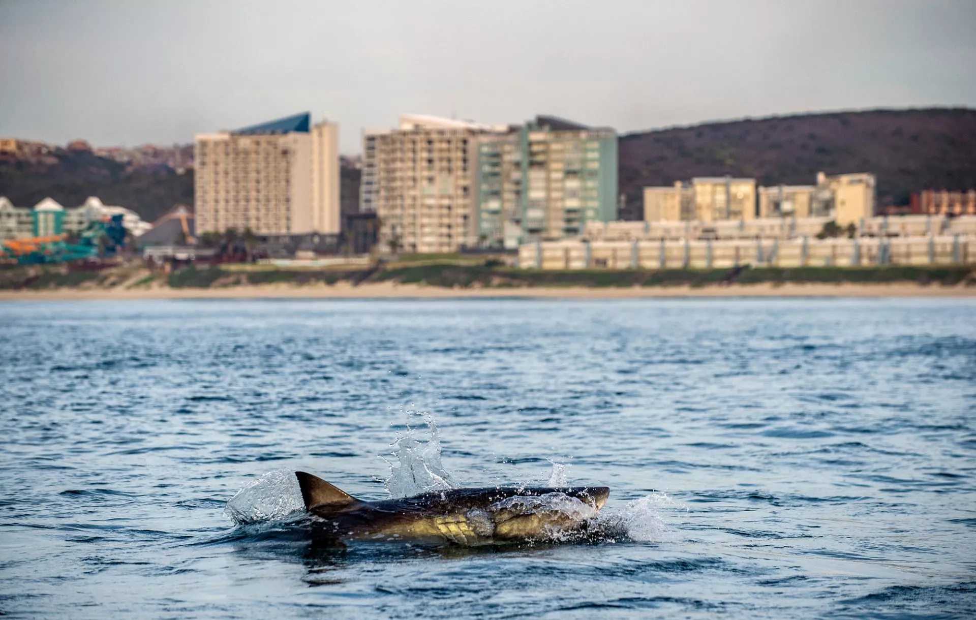 White Shark Mosselbaai