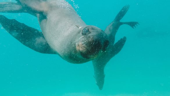 Duiken of snorkelen met zeehonden