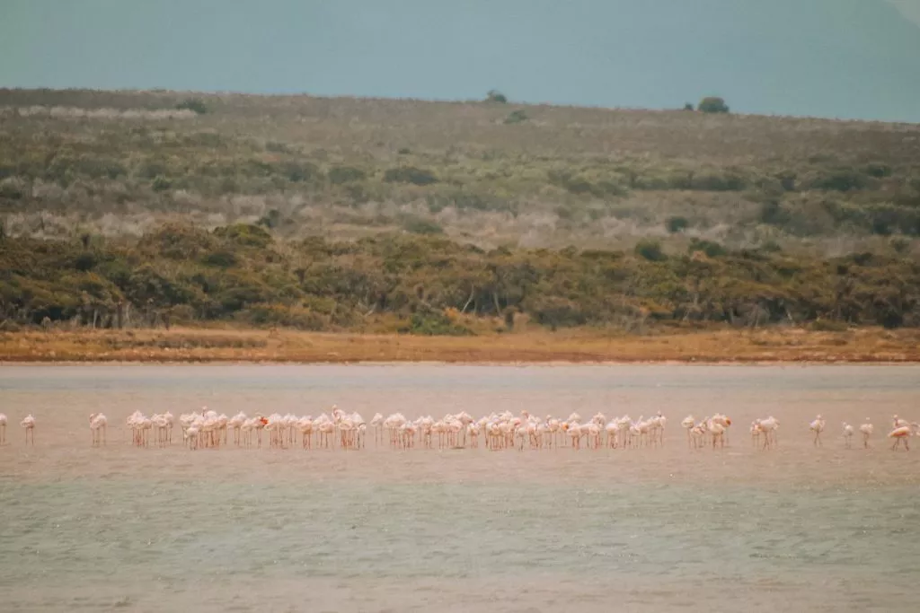 Flamingo’s spotten bij Kabeljous