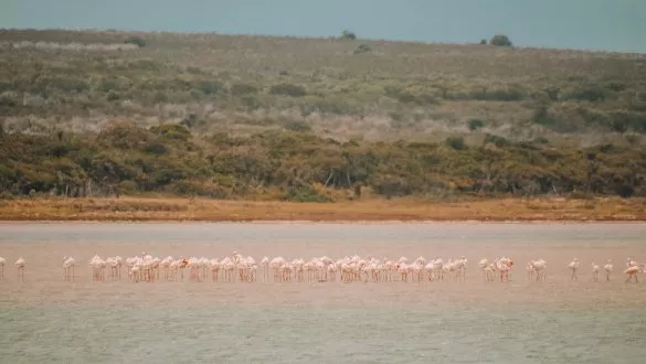 Flamingo’s spotten bij Kabeljous