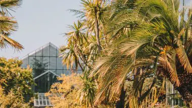 Hortus botanicus Leiden