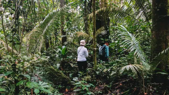 Jungle walk Amazone