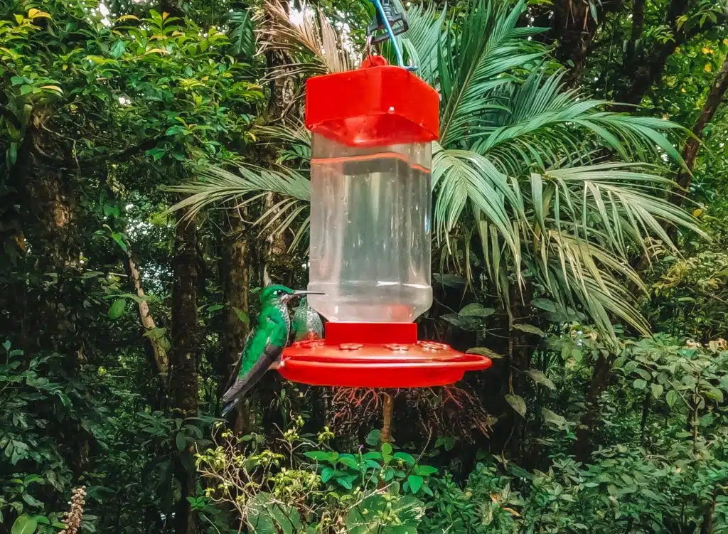 Colibri Cafe Monteverde