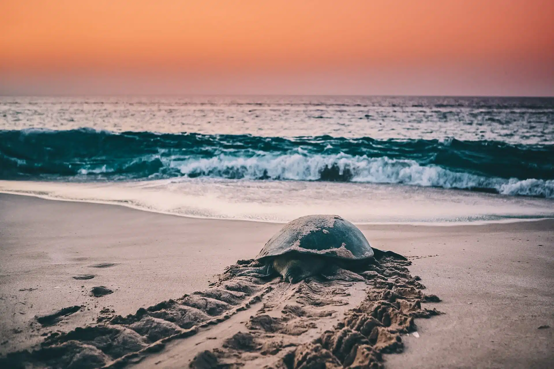 Ras Al Jinz Turtle Reserve Oman