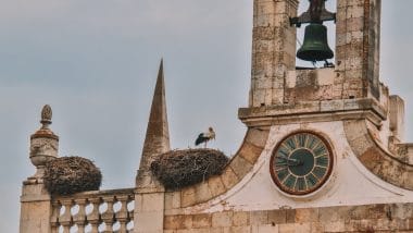 Ooievaars Arco da Vila Faro