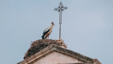 Ooievaars Arco da Vila Faro