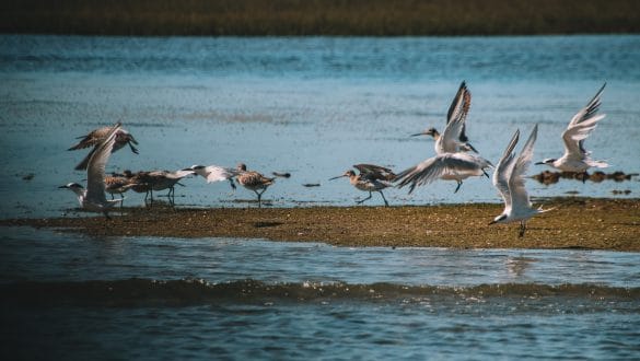 Ria Formosa Natural Park