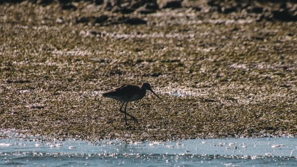 Ria Formosa Natural Park